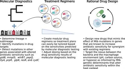 Mycobacterium tuberculosis functional genetic diversity, altered drug sensitivity, and precision medicine